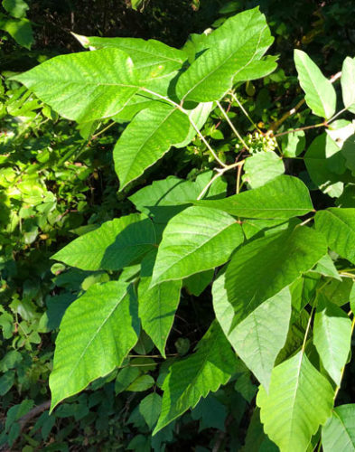 Poison Ivy Pointers - Neil Sperry's GARDENS