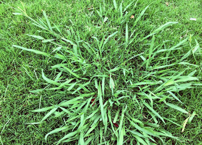 Declare War on Dallisgrass - Neil Sperry's GARDENS