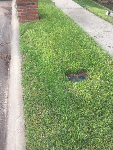 How to Beat Gray Leaf Spot - Neil Sperry's GARDENS