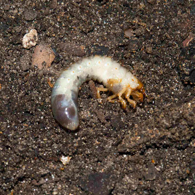 Grub Worms: The Whole Story - Neil Sperry's GARDENS