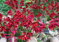 Oxblood Lilies, Round 2 - Neil Sperry's GARDENS