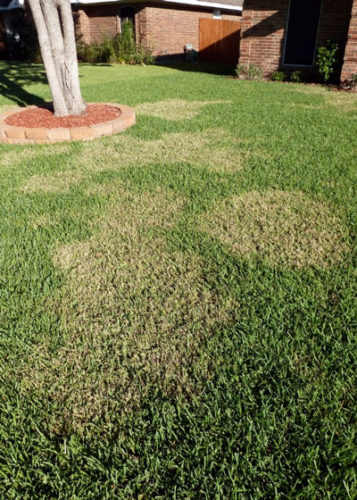 Brown Patch Arrives - Neil Sperry's GARDENS