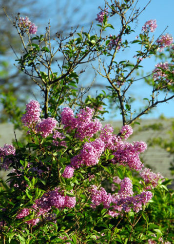 Explaining plants’ behavior - Neil Sperry’s GARDENS