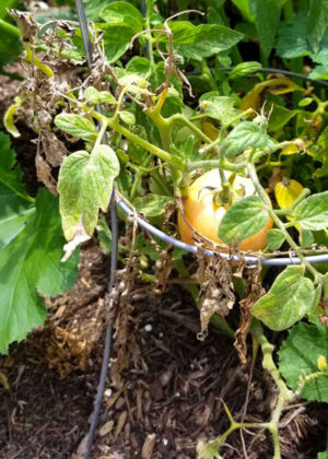 Question of the Week: Tomatoes Not Setting - Neil Sperry's GARDENS