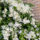 Sweet Autumn Clematis: September 10, 2020 - Neil Sperry's GARDENS