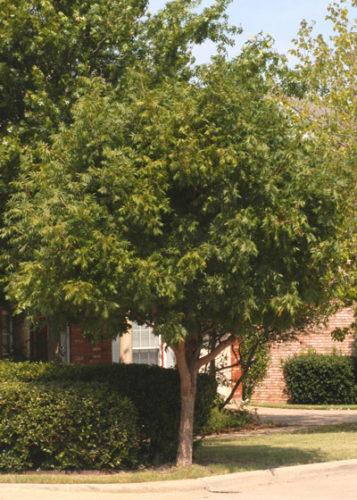 Trees That Grow Old Gracefully - Neil Sperry's GARDENS