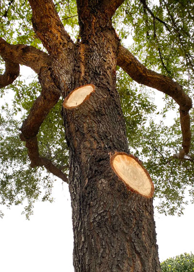 Best Time to Trim Live Oak Trees in Central Texas 