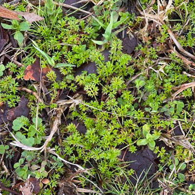 Lawn Things - Neil Sperry's GARDENS