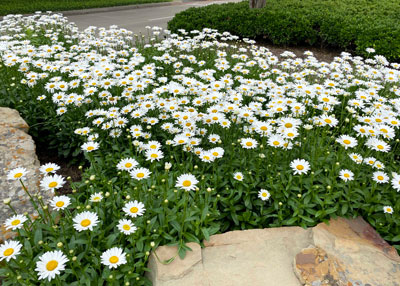 How to Plant and Grow Shasta Daisies