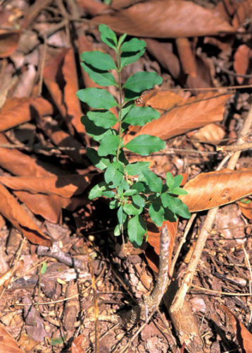 Most Invasive Shrub In Texas Neil Sperrys Gardens 