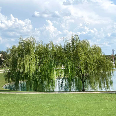 Weeping willow isn't for everyone - Neil Sperry's GARDENS
