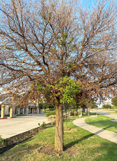 Gash Oak'em goes to