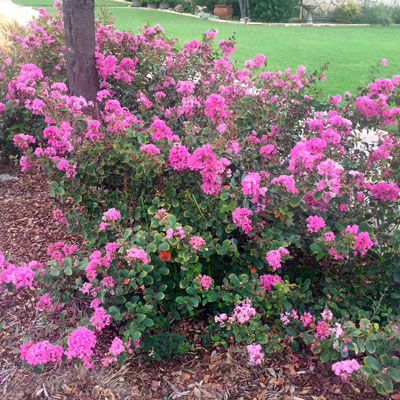 Roses – my own suggestion for a replacement - Neil Sperry's GARDENS