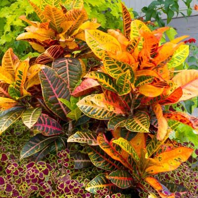 Crotons Add Zing to the Season - Neil Sperry's GARDENS