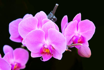 An Orchid Anyone Can Grow - Neil Sperry's GARDENS