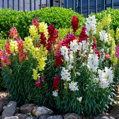 Snappin’ Up Snapdragons - Neil Sperry's GARDENS