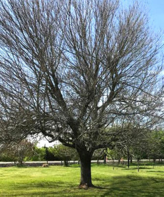 Status of our Shade Trees - Neil Sperry's GARDENS