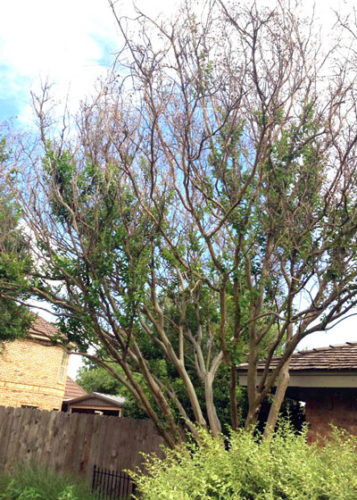 Status of our Shade Trees - Neil Sperry's GARDENS