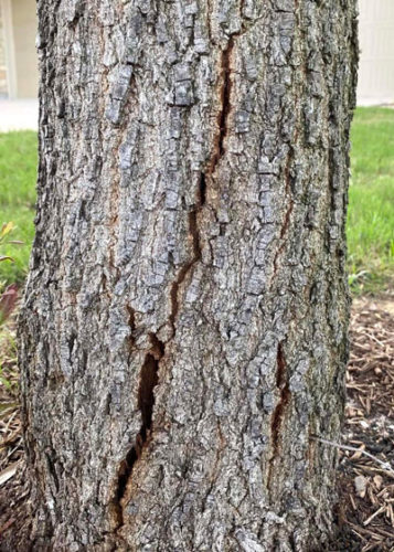 1-13-22-Radial-shake-freeze-damage-to-live-oak-trunk - Neil Sperry's ...