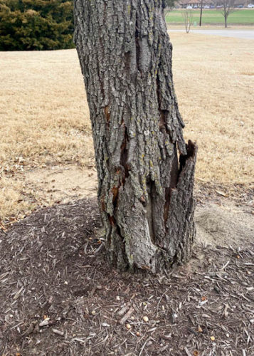 Assessing Live Oak Damage One Year Later - Neil Sperry's GARDENS