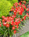 St. Joseph’s lily - Neil Sperry's GARDENS