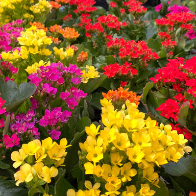 Kalanchoes Kalling Your Name - Neil Sperry's GARDENS