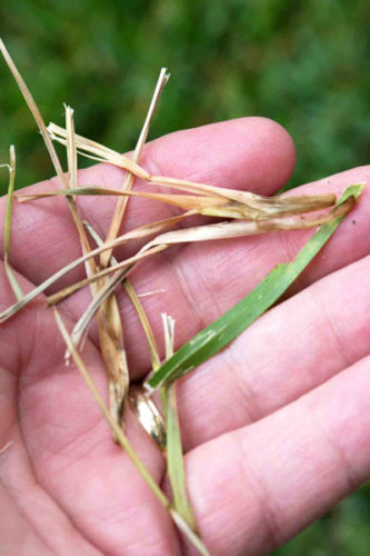 St. Augustine Problem-Solving - Neil Sperry's GARDENS