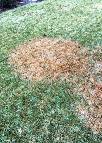 St. Augustine Problem-Solving - Neil Sperry's GARDENS