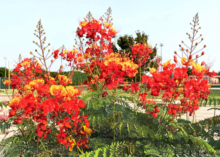 Pride of Barbados Neil Sperry's GARDENS