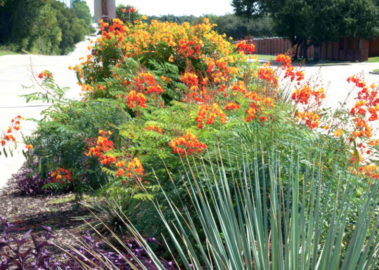 Pride of Barbados - Neil Sperry's GARDENS