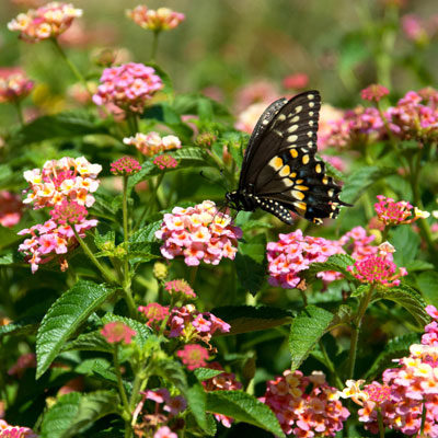 8-04-22-Black-swallowtail-on-Pink-Caprice-lantana - Neil Sperry's GARDENS