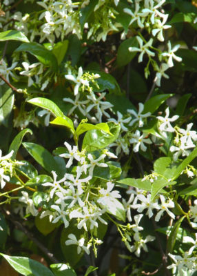 Asian jasmine and its path across Texas - Neil Sperry's GARDENS