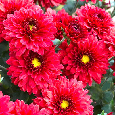 Mums non-stop now through Thanksgiving - Neil Sperry's GARDENS