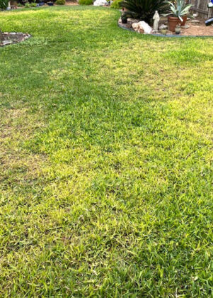 Take All Taking Its Toll - Neil Sperry's GARDENS