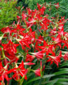 St. Joseph’s Lily is Alive and Thriving - Neil Sperry's GARDENS