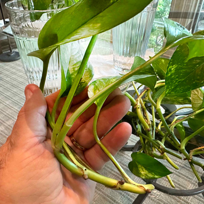 A vigorous cutting will have a plump stem, several large leaves and fat swellings where roots are going to develop. This is a great example.