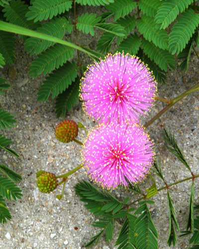 Mimosa, or Silktree Albizzia - Neil Sperry's GARDENS