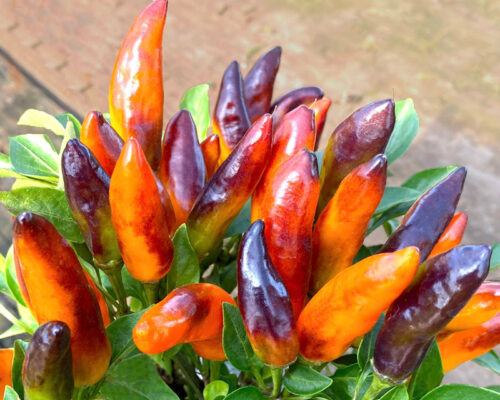 Add Spice to Your Fall Color Program - Neil Sperry's GARDENS