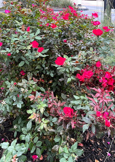 Those red stems on a rose bush indicate a plant sickened by rose rosette  virus – Baltimore Sun