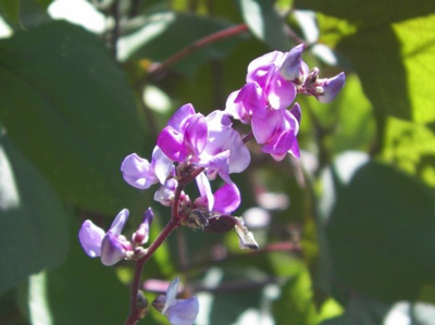 Hyacinth-Vine-2 - Neil Sperry's GARDENS
