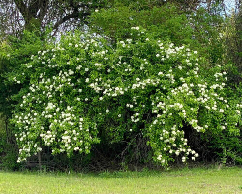 Rusty Blackhaw Viburnum - Neil Sperry's GARDENS