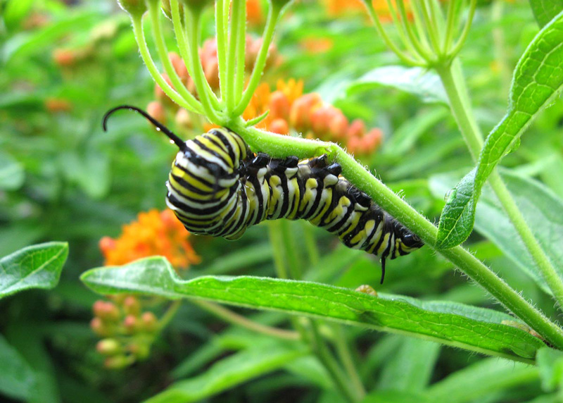 5-02-24-monarch-butterfly-caterpillar-eats-butterfly-weed - Neil Sperry ...