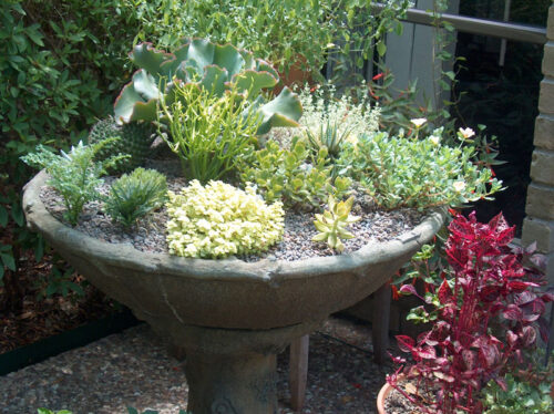 Garden in a dish – by Diane Morey Sitton - Neil Sperry's GARDENS