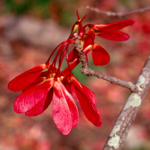 Drummond Red Maple - Neil Sperry's GARDENS