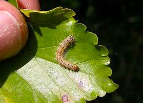 9-11-25-Fall-webworm-individual-Purdue-University - Neil Sperry's GARDENS
