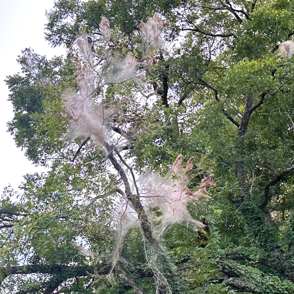 Webworms shrouding our trees - Neil Sperry's GARDENS