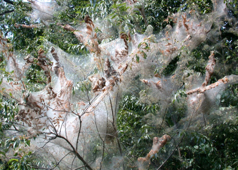 Webworms shrouding our trees - Neil Sperry's GARDENS